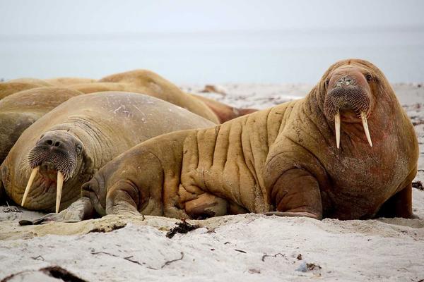 球坛趣闻